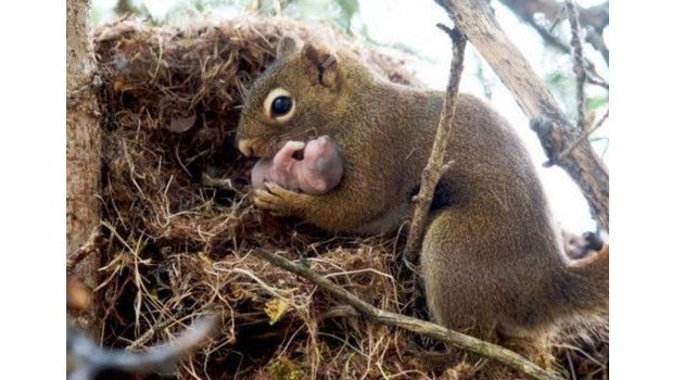 Squirrel Medicine