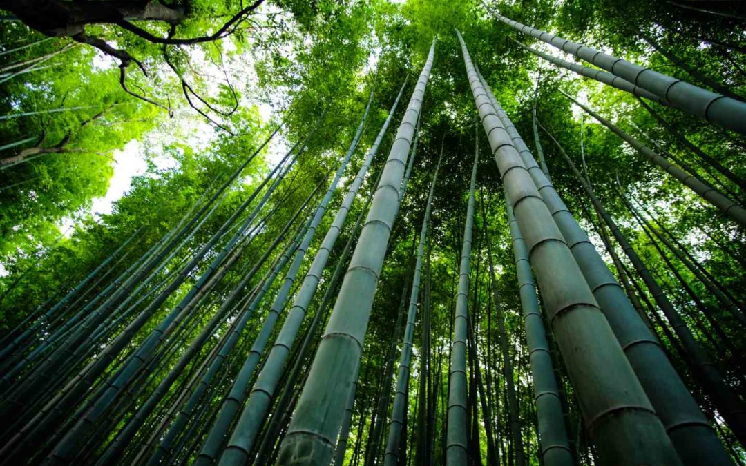 Grow like Bamboo